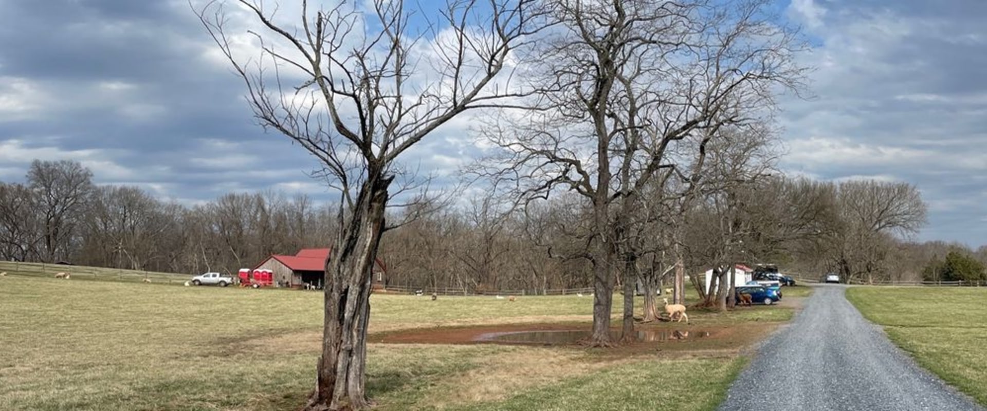 Exploring Virtual and Remote Volunteer Opportunities in Montgomery County, Maryland